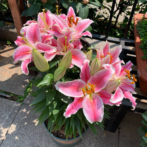 [Voňavejšie ako parfum]Cibuľky ľalií Four Seasons voňajú tisíce kilometrov ďaleko, kvitnú každý rok-SK