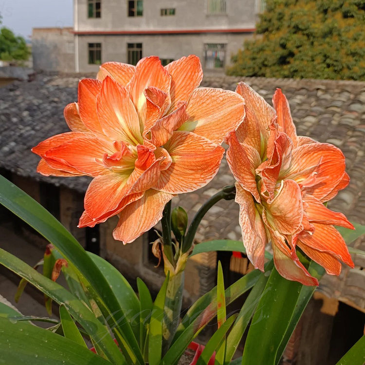 Dvigubai žydinčių amarilių svogūnėliai🌼-LT