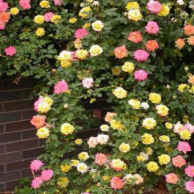 Aastaringselt õitsevate ronirooside seemned-EE