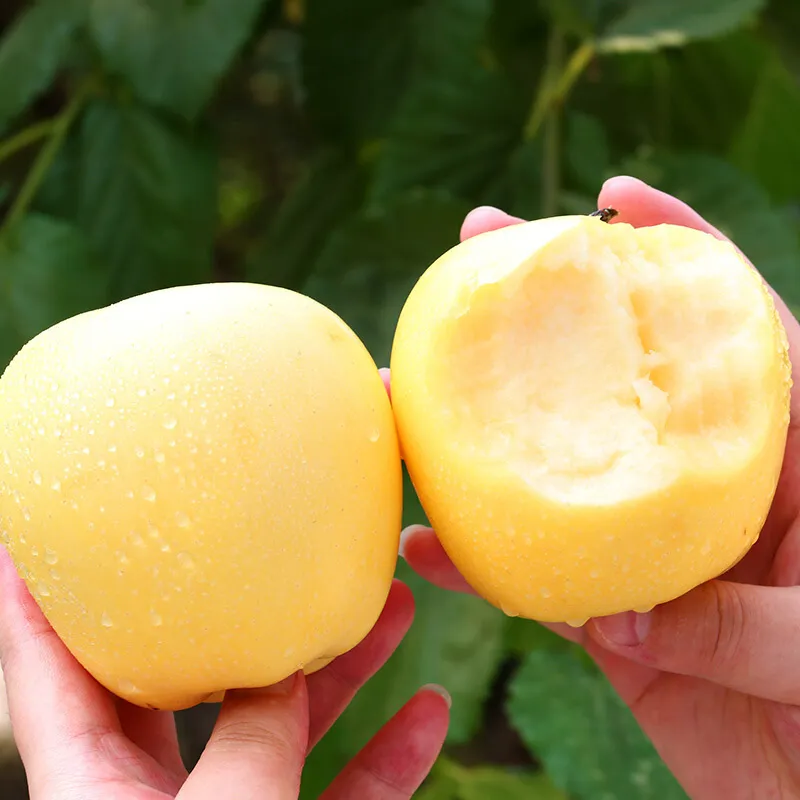 Auksinių obuolių sėklos, 90 % išgyvenamumas-LT