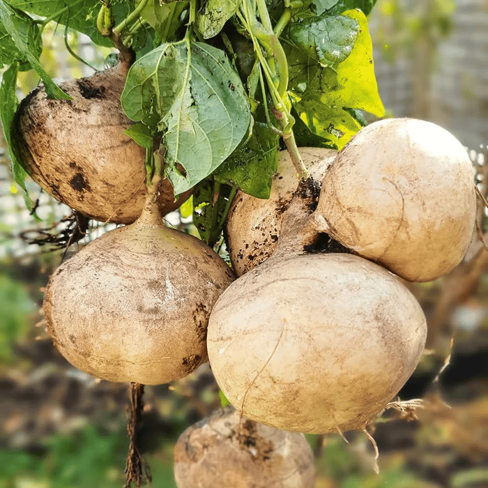 Ekskluzywna oferta💥Bogaty, soczysty i pożywny chrupiący owoc - słodka jicama do posadzenia w domu🍠