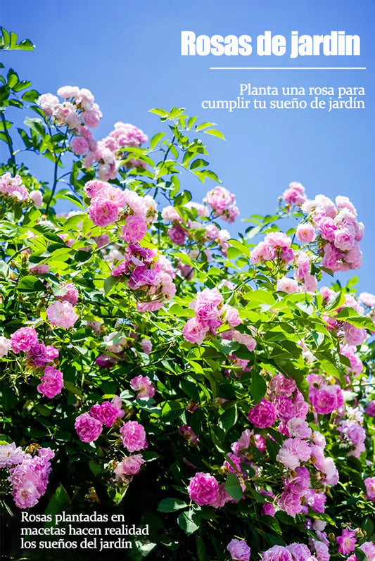 Las semillas de rosa florecen todo el año.