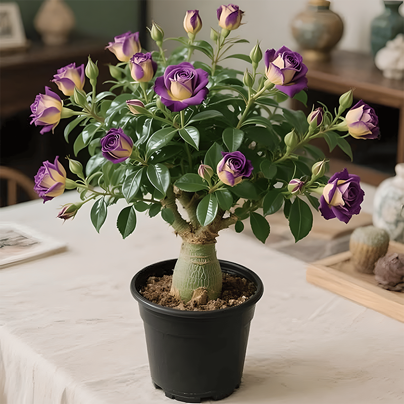 🌵🌺Dykumų rožių svogūnėliai-LT