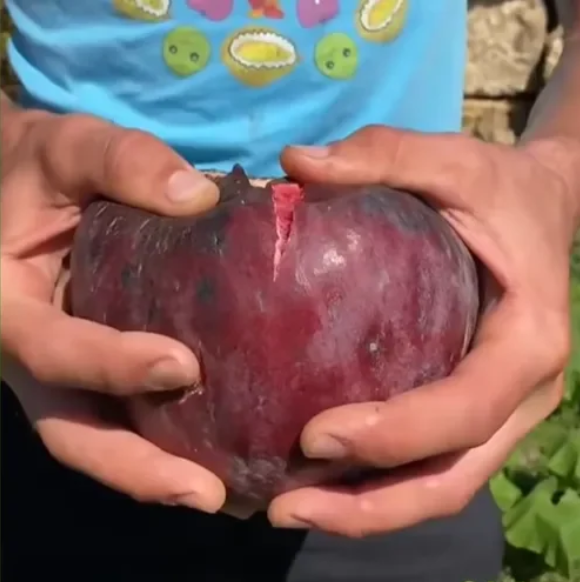 🍑Super velikanska figova semena – breskova sladkost v vsakem grižljaju! 🌟-SI