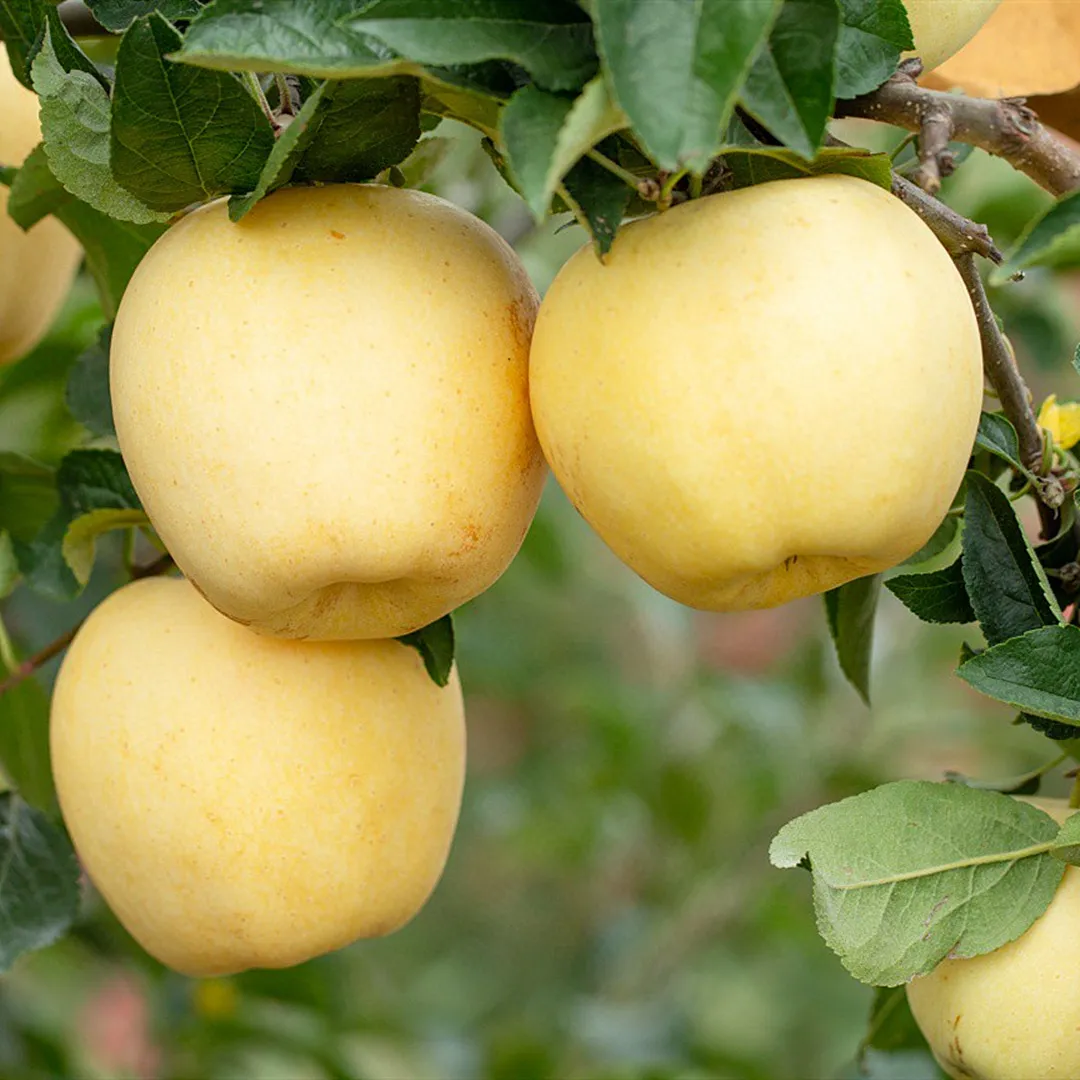 Auksinių obuolių sėklos, 90 % išgyvenamumas-LT