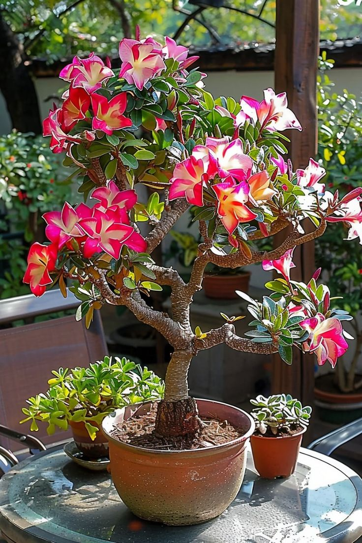 🔥Užauginkite „Desert Queen“ – dabar su nuolaida!🎁 😍Mėgsta žydėti, ilgai žydi 🌵 Dykumos rožė-LT