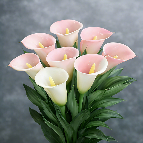 🌷Tajemnicza lilia Aurora Calla