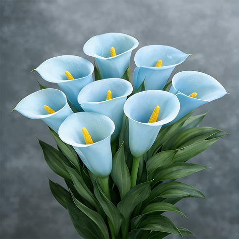 🌷Tajemnicza lilia Aurora Calla