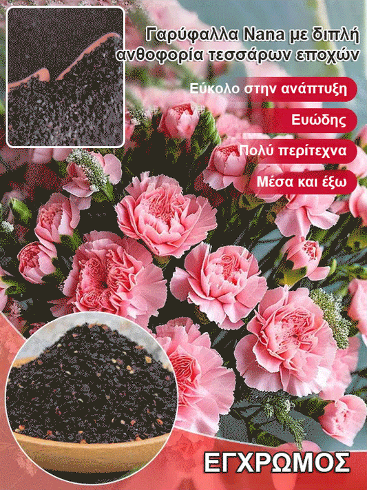 【Τέσσερις εποχές ανθίζουν】Σπόροι γαρίφαλου διπλού άνθους-GR