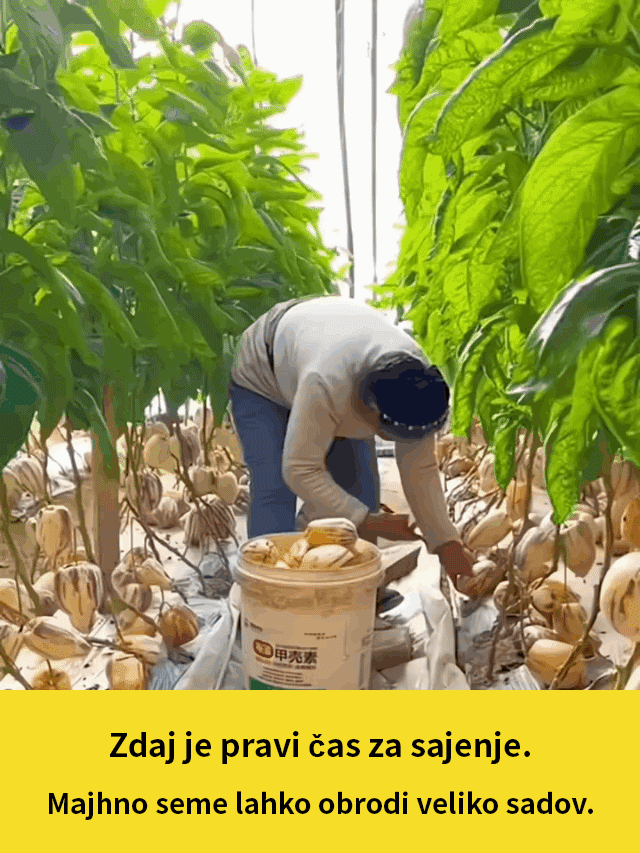 JS-Semena mlečnega, rumenega sadeža ginsenga, ki pomagajo zniževati krvni sladkor in tlak-SI