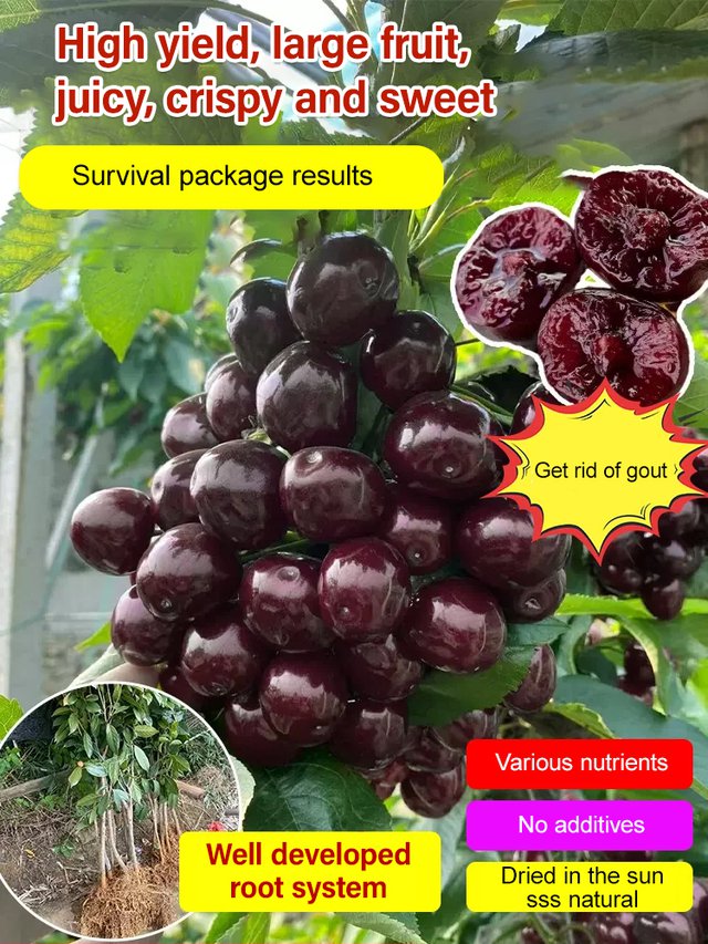 Σπόροι κερασιού Chelsea-GR