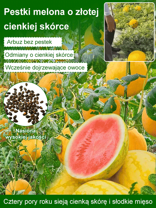 Złoty późny cienkoskórny nasiona arbuza