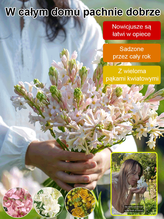 【Bardziej pachnący niż perfumy】Kwiaty tuberozy pachnące na tysiące mil，Kwitnie co roku