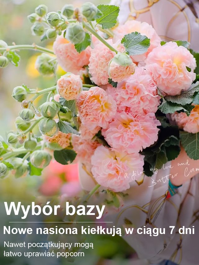 Sezonowe nasiona malwy dwupłatkowej kwitnącej