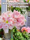 „Dobra wróżba” holenderskie importowane cebule amarylisu pełnego.