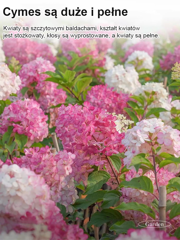 Nasiona hortensji truskawkowej Four Seasons Flowering