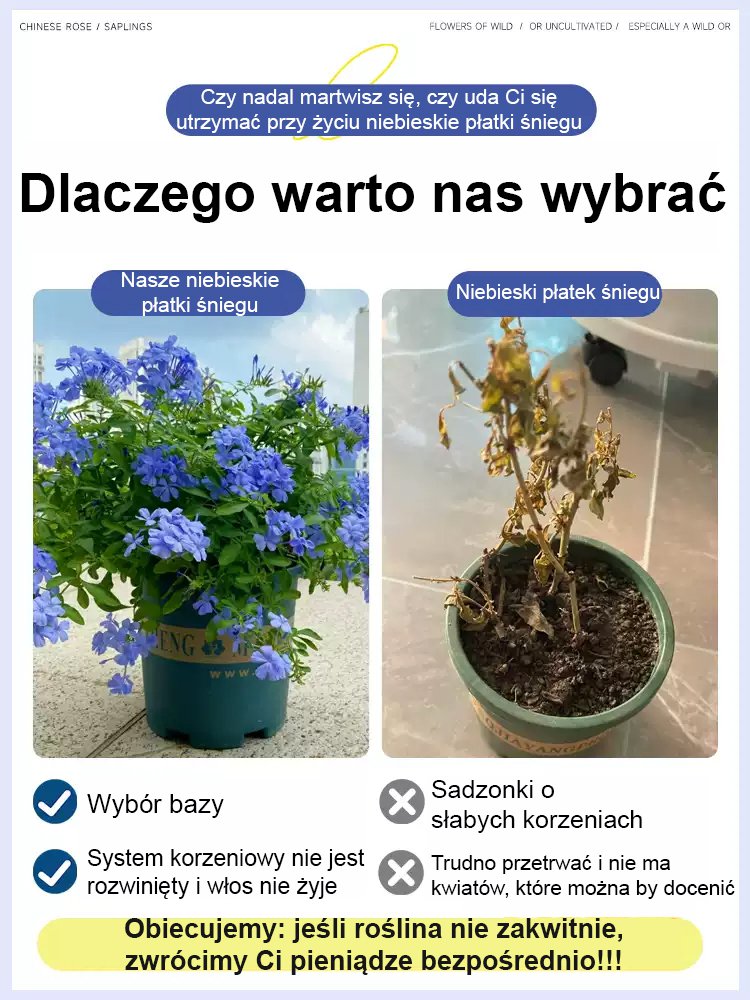 [Pachnące przez tysiące mil] Nasiona pnącza o czterech sezonach kwitnienia: niebieski kwiat śniegu