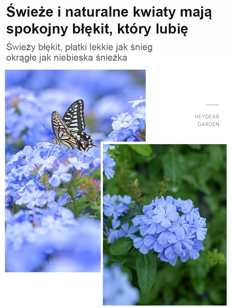 [Pachnące przez tysiące mil] Nasiona pnącza o czterech sezonach kwitnienia: niebieski kwiat śniegu