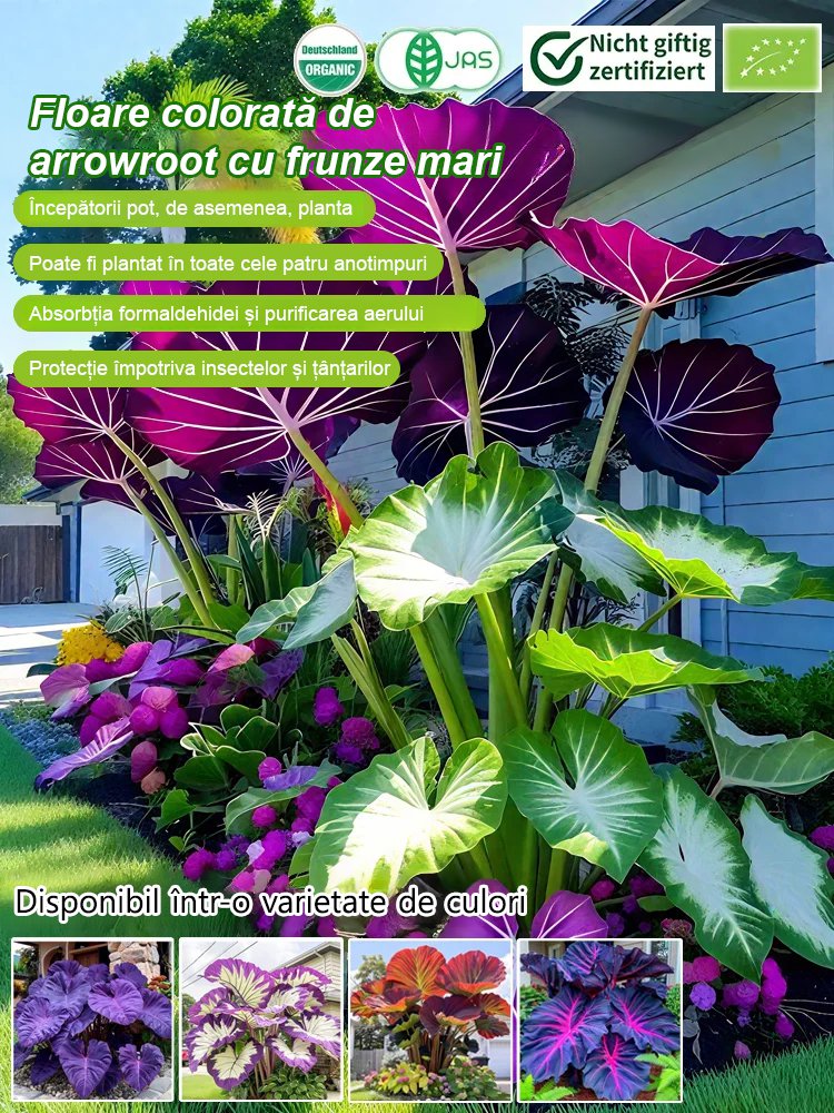 Nasiona ogrodnicze Caladium dostępne w wielu kolorach