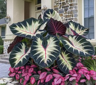 Nasiona ogrodnicze Caladium dostępne w wielu kolorach