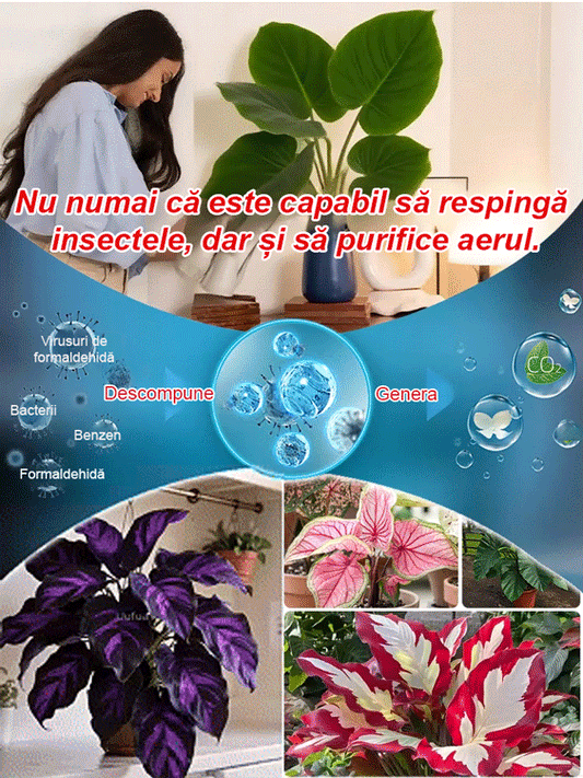 Nasiona ogrodnicze Caladium dostępne w wielu kolorach