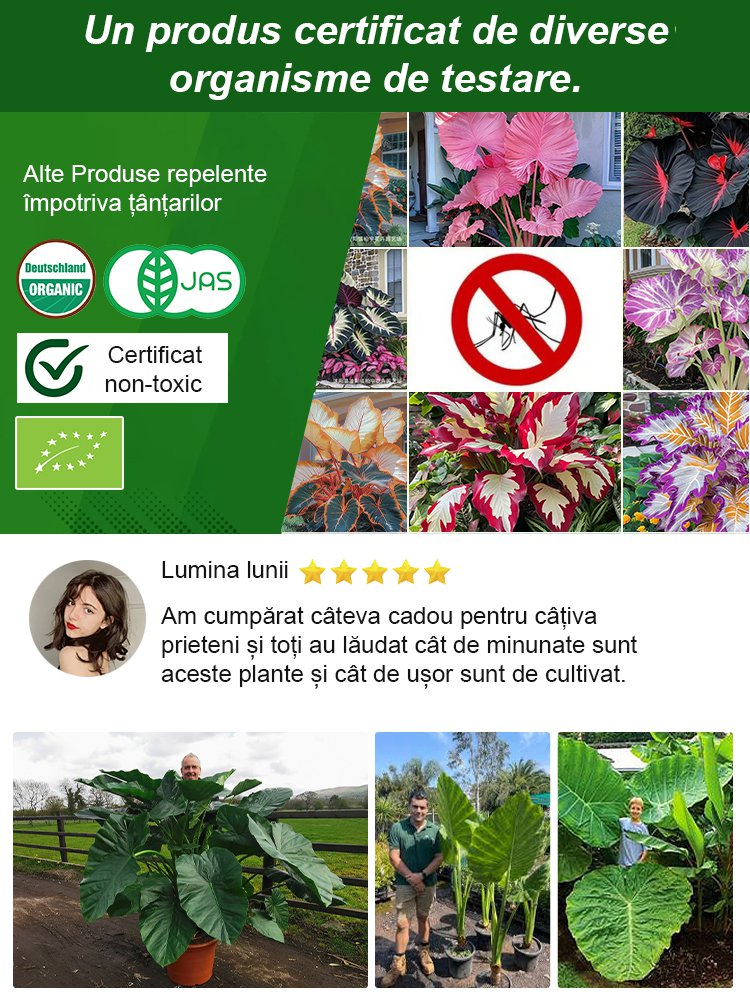 Nasiona ogrodnicze Caladium dostępne w wielu kolorach