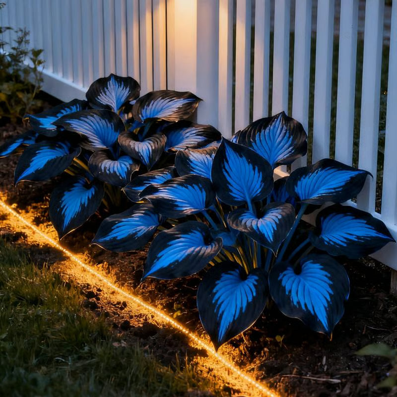 💥Καυτή Προσφορά 2025 🌌Σπόροι Hosta Midnight Blue Heart, ένα πολυετές φυτό που αγαπά τη σκιά για τον κήπο-GR