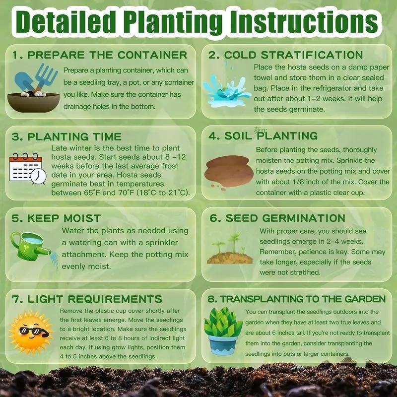 💥2025 m. karštas išpardavimas 🌌Vidurnakčio mėlynojo širdies hosta sėklos – pavėsį mėgstantis daugiametis augalas sodui-LT