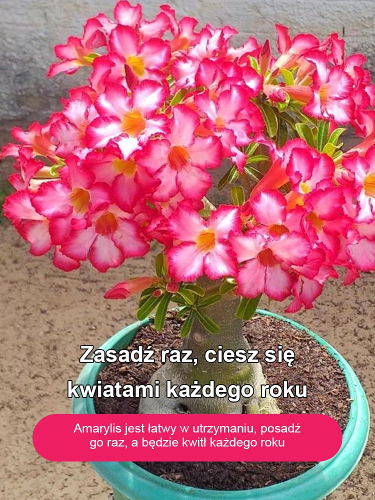 [Żyj 100 lat w wodzie] Cebule róży pustynnej