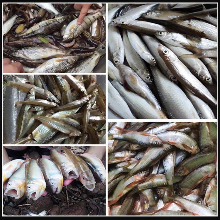 【Sekunda na dużą rybę】Przynęta na ryby z czerwonymi robakami z nietkniętego glutenu