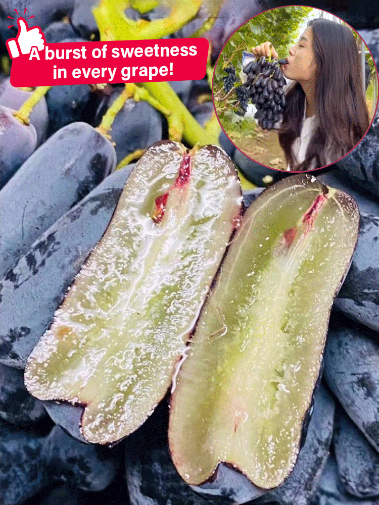 Nasiona winorośli Sweet Sapphire