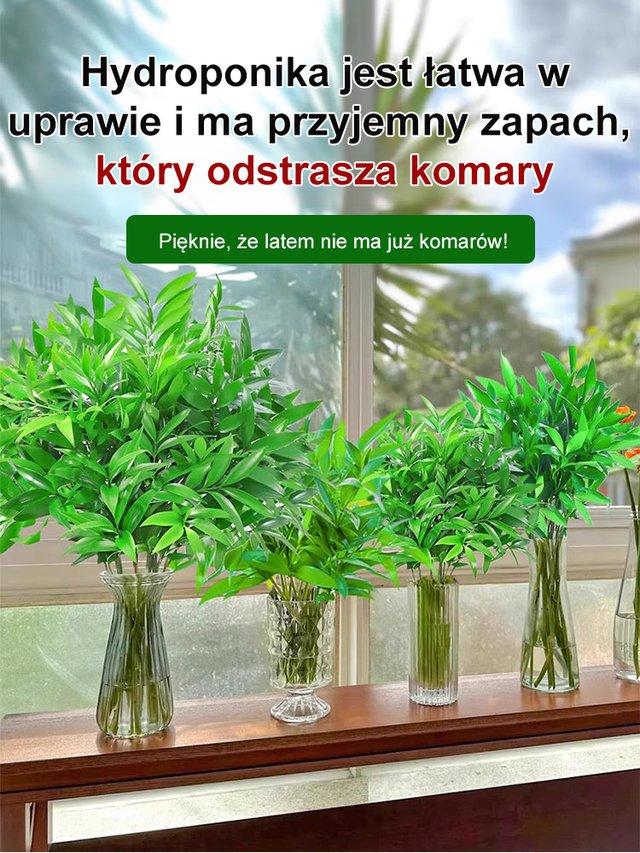 【Wystarczy woda, by żyć】Odstraszanie komarów | Oczyszczanie powietrza | Nasiona bambusa i cyprysu