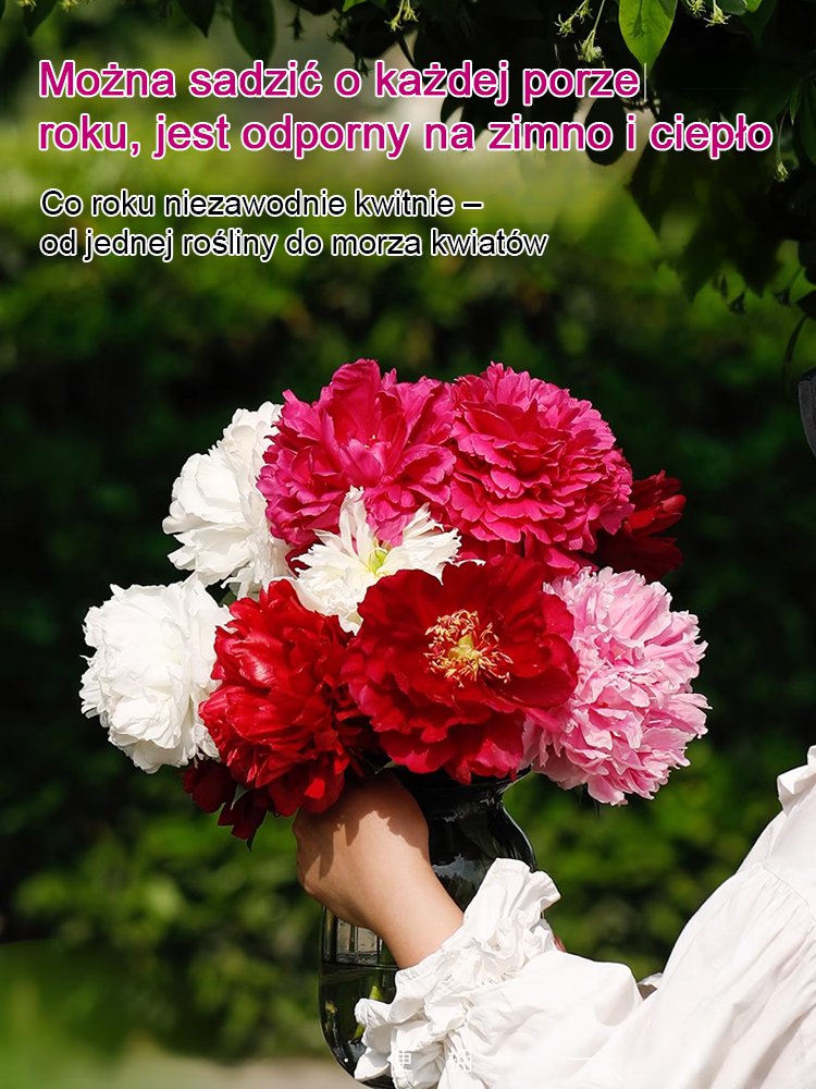 [Nasiona piwonii dwupłatkowej] Jedno nasiono, morze kwiatów