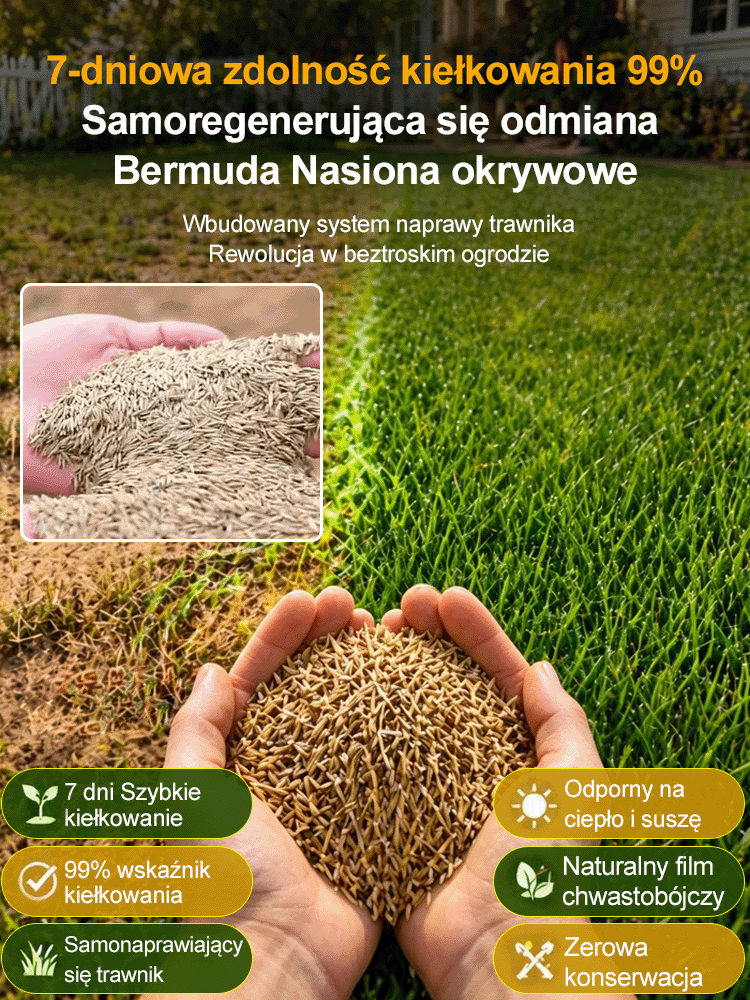 JS-[99% kiełkowania w 7 dni] Nasiona traw wieloodmianowych