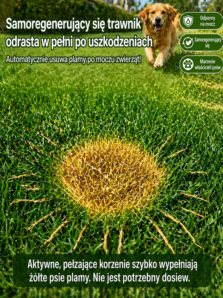 JS-[99% kiełkowania w 7 dni] Nasiona traw wieloodmianowych