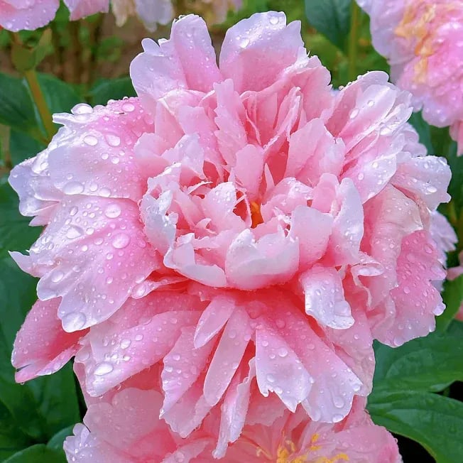 🌺Piękne mieszane nasiona piwonii