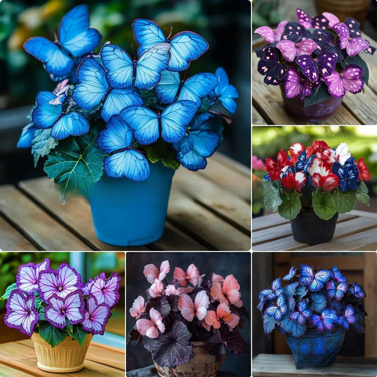 💥 Nowe begonie 🦋 Nasiona begonii motylkowej 🌱 Bonsai, jakiego jeszcze nie widziałeś