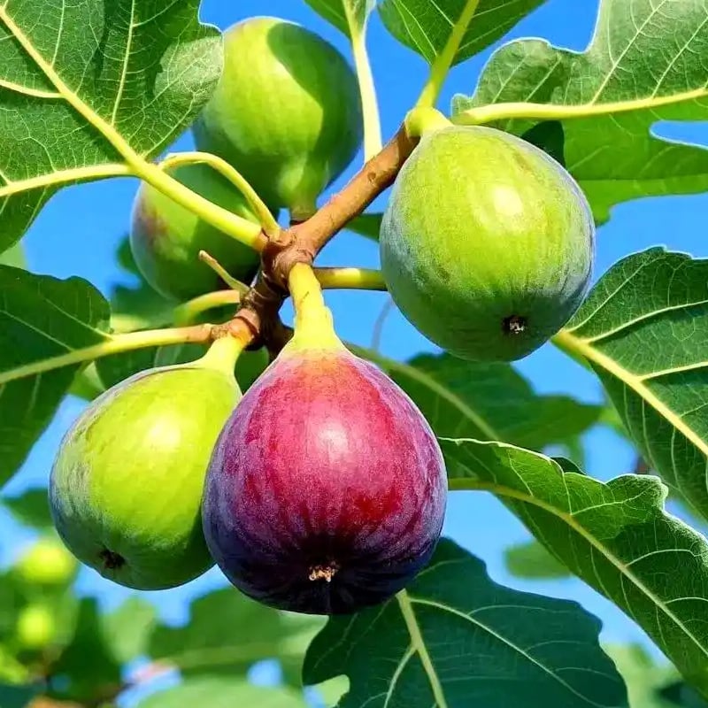 🏆Ponad 65 tys. SPRZEDANYCH!🌿Nasiona fig – łatwe do uprawy na tarasie i balkonie w domu