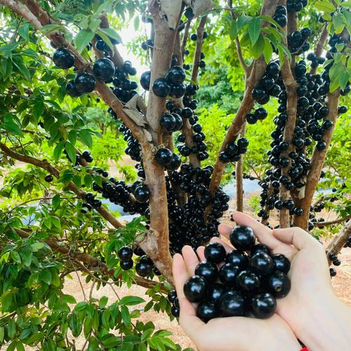 Nasiona winogron Jabuticaba