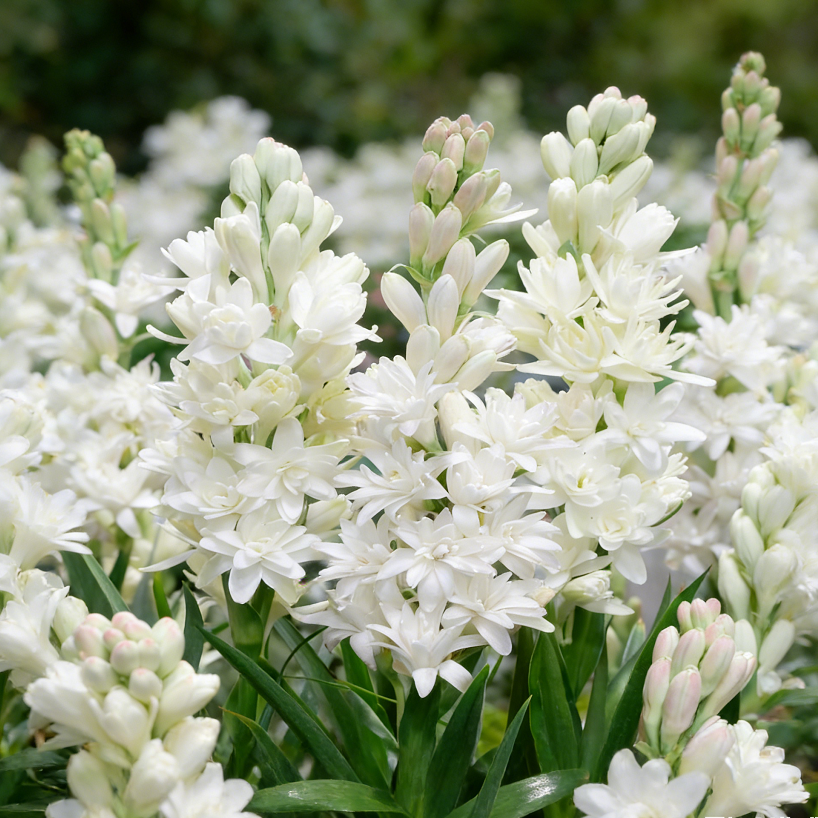 🌺Podwójne perfumowane cebulki tuberozy – Moon Garden Flower