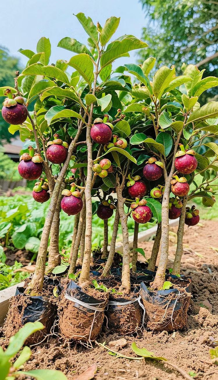 👑 Sadzonka drzewa mangostanu Purple Crown – uprawiaj wyjątkowe fioletowe owoce w domu