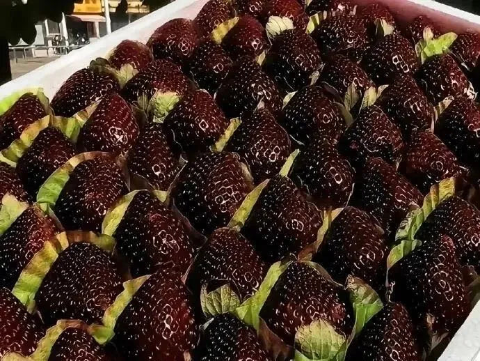 Nasiona truskawek Giant Black Diamond – słodkie, bogate w składniki odżywcze i łatwe w uprawie w domu
