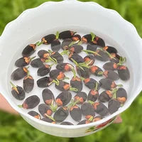 LOTUS™ – Nasiona ozdobnego lotosu wodnego