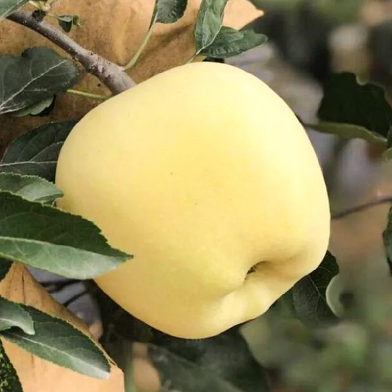 Σπόροι Χρυσής Μήλου, ποσοστό επιβίωσης 90%-GR