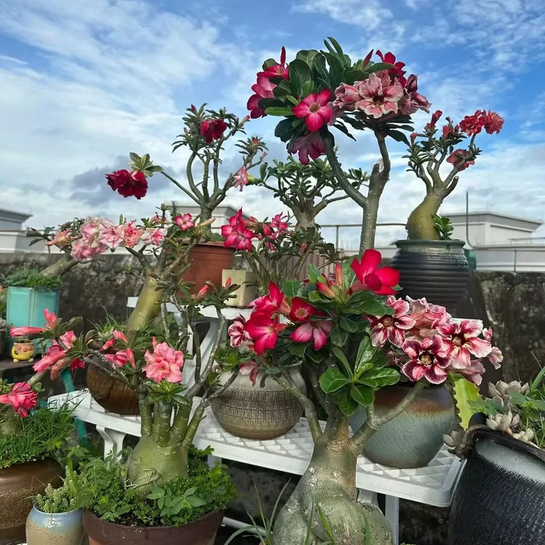 🔥Užauginkite „Desert Queen“ – dabar su nuolaida!🎁 😍Mėgsta žydėti, ilgai žydi 🌵 Dykumos rožė-LT