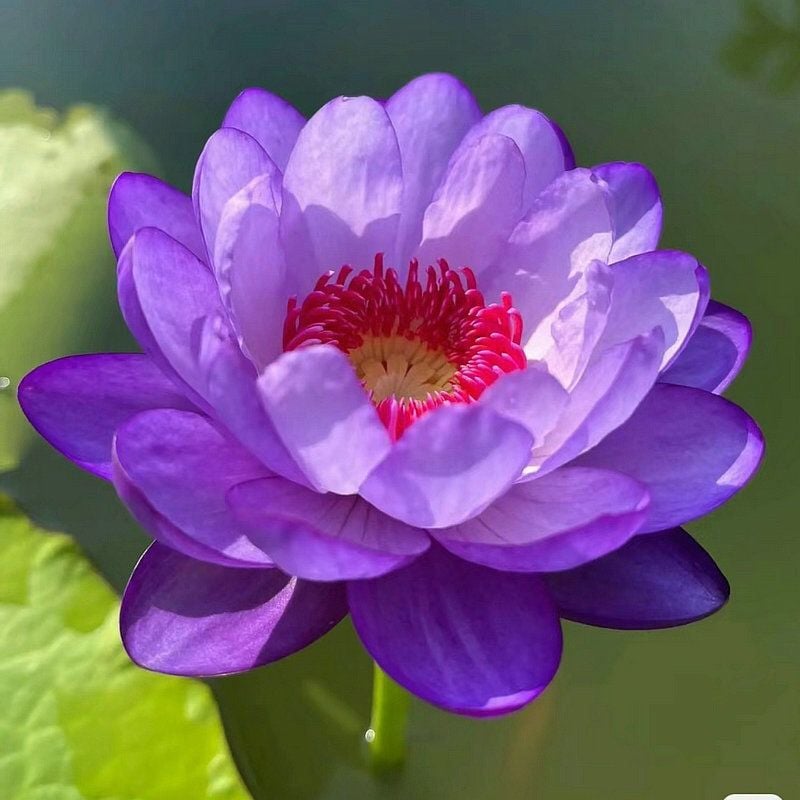 💐Święta misa do bonsai - kwiat lotosu