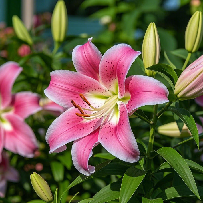 🌺Kvepiančios lelijų svogūnėliai – gaivūs ir saldūs-LT