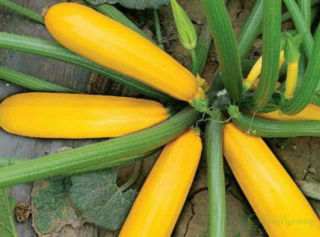 Bananowa cukinia - Złota cukinia🌿Można uprawiać przez cały rok
