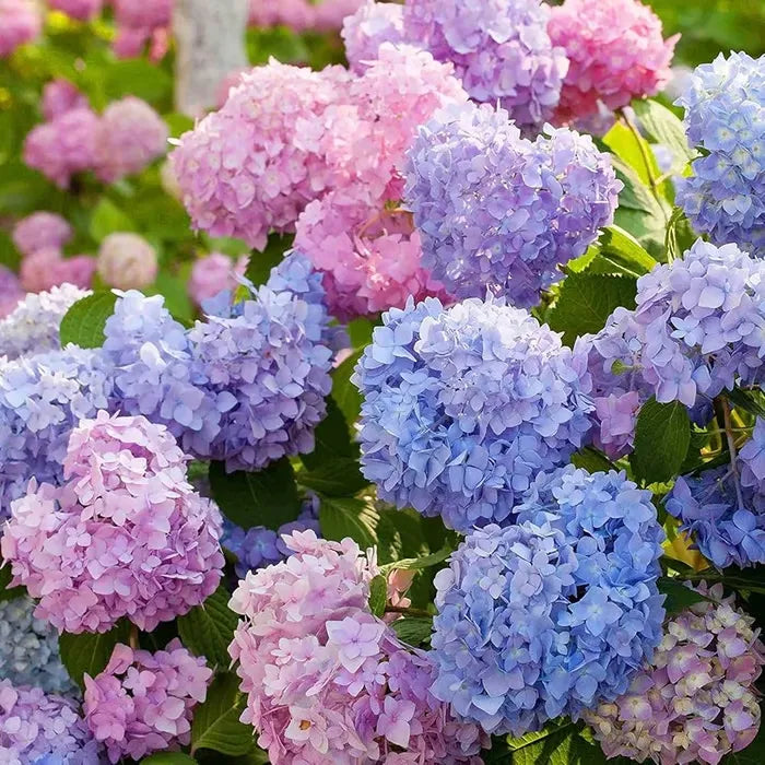 🌈Mieszanka nasion hortensji – piękne i wytrzymałe nasiona bylin do Twojego ogrodu