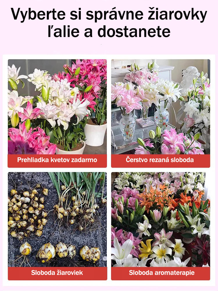 [Voňavejšie ako parfum]Cibuľky ľalií Four Seasons voňajú tisíce kilometrov ďaleko, kvitnú každý rok-SK